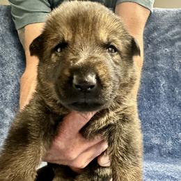 Boy 1 - Sable male German Shepherd puppy in Sonora, California from Elite Haus K9