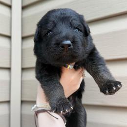 Green - Black and red male German Shepherd puppy in Tennessee from Chattanooga Tn German Shepherds