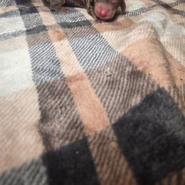 Vixen - Chocolate female Dachshund puppy in Bristol, Tennessee from It's Mini Wieners Baby