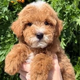 Mufasa - Red  male Goldendoodle puppy in Tucson, Arizona from Adored Poodle & Doodles