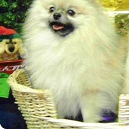 Pomeranian All Grown Up from ShowPomeranians