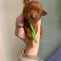 Green - Dark golden male Golden Retriever puppy in Gillete, Wyoming from Red Prairie Retrievers