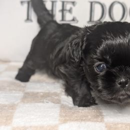 Hannah - Black female Shih Tzu puppy in Claxton, Georgia from Small Pawz Kennel