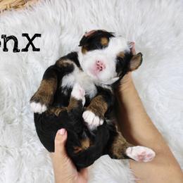 Bronx - Tri-color male Bernedoodle puppy in Casa Grande, Arizona from AzDoodle Dandies