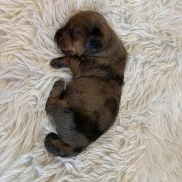 Dachshund Puppies from Mini Dachshunds