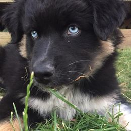 Australian Shepherds from Majestic Skyes Aussies