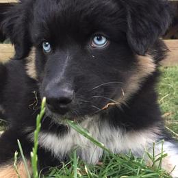Australian Shepherds from Majestic Skyes Aussies