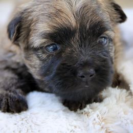 Chloe - Wheaten brindle female Cairn Terrier puppy in St. Joseph, Missouri from Stone & Thistle Cairn Terriers