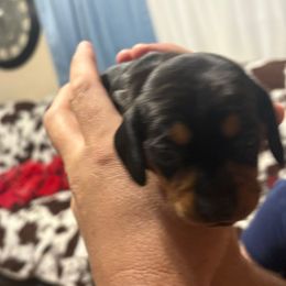 Eclair - Black and tan female Dachshund puppy in Lubbock, Texas from It’s a Hot Mess