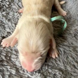 Girl 3 - Cream female Dachshund puppy in Eureka, California from Seaside Doxies