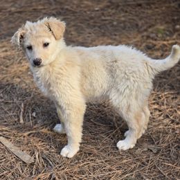 Boy 2 - Aussiedoodle puppy from Feather Branch Farm and Kennel