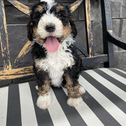 Bernedoodle, Cavalier King Charles Spaniel, and Cavapoo Puppies from Harper Haven Cavaliers & Doodles