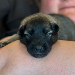 Belgian Tervuren Puppies from Moonlight Tervuren