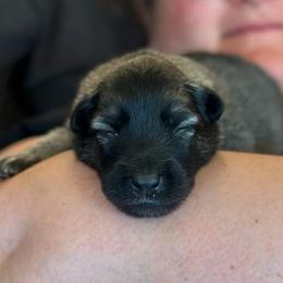 Belgian Tervuren Puppies from Moonlight Tervuren