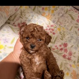 Alya - Red female Cavapoo puppy in South Jordan, Utah from Wasatch Pup