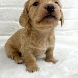 Dachshund Puppies from Chilidog Dachshunds