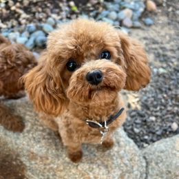 Cherry - Poodle