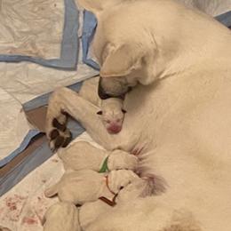 Girl 1 - White female German Shepherd puppy in Camarillo, California from WHITE CLOUD GERMAN SHEPHERDS