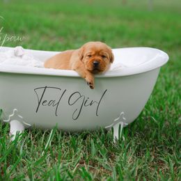 Labrador Retriever Puppies from Southpaw Labrador Retrievers