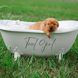 Labrador Retriever Puppies from Southpaw Labrador Retrievers