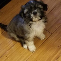 Shih Tzus from Theresa Dickerson