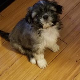 Shih Tzus from Theresa Dickerson