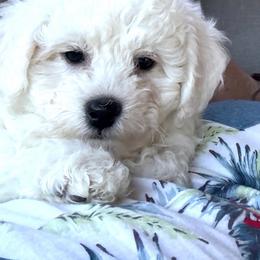 Sissy - White and cream female Bichon Frise puppy in Clackamas, Oregon from Bonnie Maes' Bichon Frise Puppies