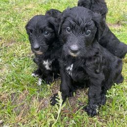 Bernedoodle Puppies from Eva Hutcherson