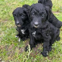 Bernedoodle Puppies from Eva Hutcherson