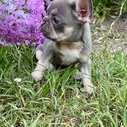 Juliet - Blue female French Bulldog puppy in Wichita, Kansas from Let's keep it frenchie!