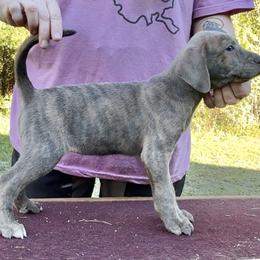 Blue Brindle - Blue female Mountain Cur puppy in Georgetown, Ohio from Walnut Ridge Mountain Curs