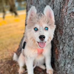 Pollen - Merle female Pomsky puppy in Cleveland, Ohio from Lake Point Pomskies