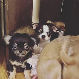 Chihuahua puppies from Home of Tiny Chihuahuas