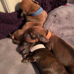 Blue collar - Chocolate male Dachshund puppy in Iredell, Texas from The Bloomin Dachshund