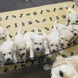 Labrador Retriever Puppies from Moca's Labradors