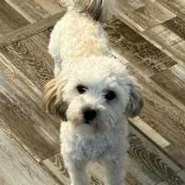 Diva - Maltipoo