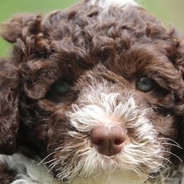 Portuguese Water Dog Puppies from Seawind Portuguese Water Dogs     (We have 2 females avaliable)