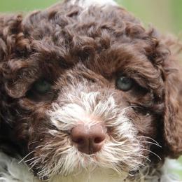 Portuguese Water Dog Puppies from Seawind Portuguese Water Dogs     (We have 2 females avaliable)