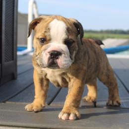 Boxer, Bulldog, and French Bulldog Puppies from Hillview Kennels