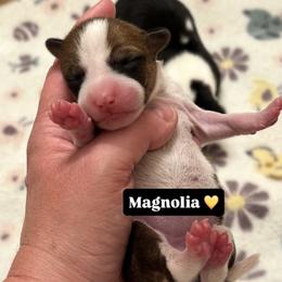 Basenji Puppies from Blue Diamond Basenjis