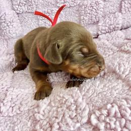 Red collar girl - Red and rust female Doberman Pinscher puppy in North Judson, Indiana from Stalaris Dobermans