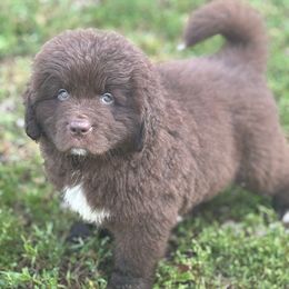 Blue Boy - Brown male Newfoundland puppy in Hale, Missouri from Grand River Newfoundlands