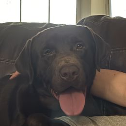 Beau - Labrador Retriever