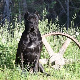 Cane Corso from NorthWood’s Cane Corso