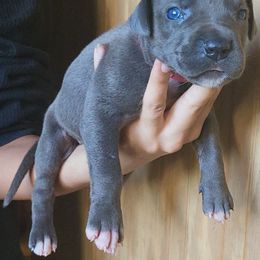 DRUMSTICK - Blue female Great Dane puppy in Street, Maryland from Grant’s Gorgeous Greats