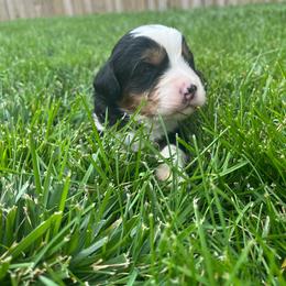 Mario-Red - Tri-color male Bernedoodle puppy in Casper, Wyoming from 307 Doodles