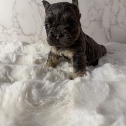 Girl 1 - Tricolors female French Bulldog puppy in Maple Heights, Ohio from Yorkiesllc