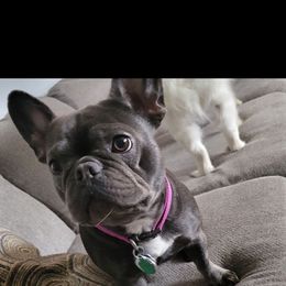 French Bulldog All Grown Up from Wrinkles And Rolls Frenchies