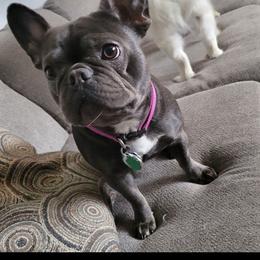 French Bulldog All Grown Up from Wrinkles And Rolls Frenchies