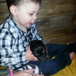 German Shepherd Puppies from Countryside Kennel